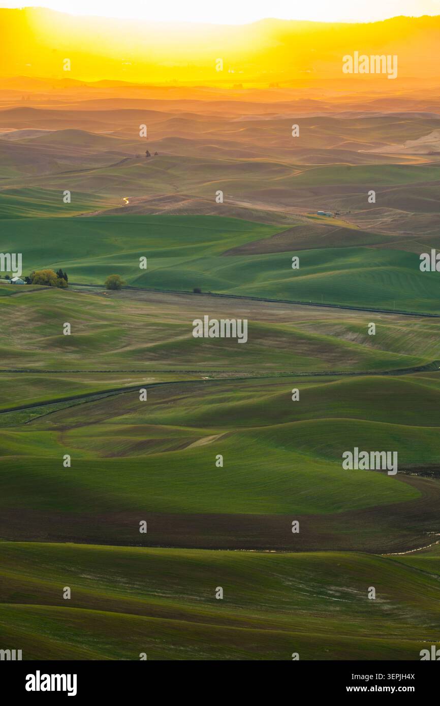 Goldener Sonnenuntergang über sanften grünen Palouse-Hügeln Stockfoto