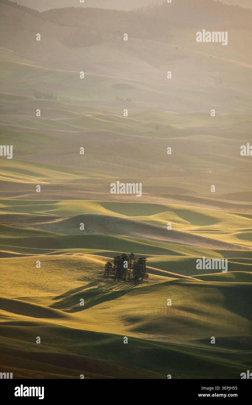 Goldenes Licht auf einer kleinen Baumgruppe in den sanften Hügeln der Palouse Stockfoto