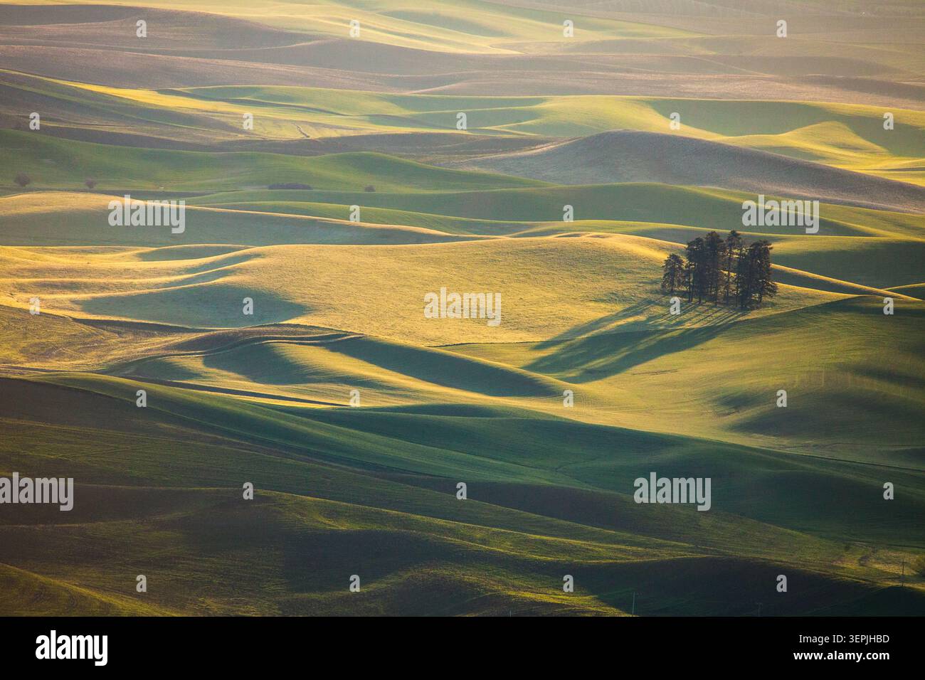 Goldenes Licht schwingt über sanfte grüne Hügel und Bäume Stockfoto