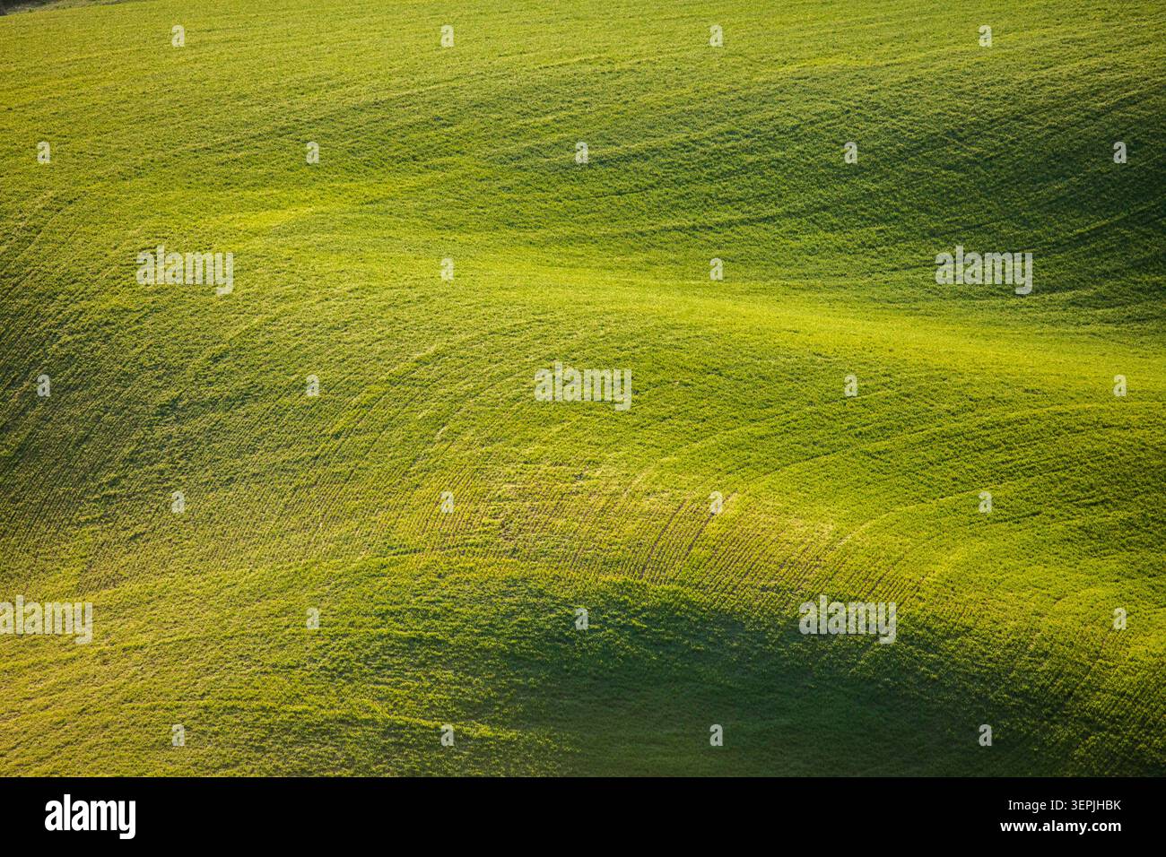 Sonnenlicht und Schatten auf grünen Wiesen und Wiesen Stockfoto