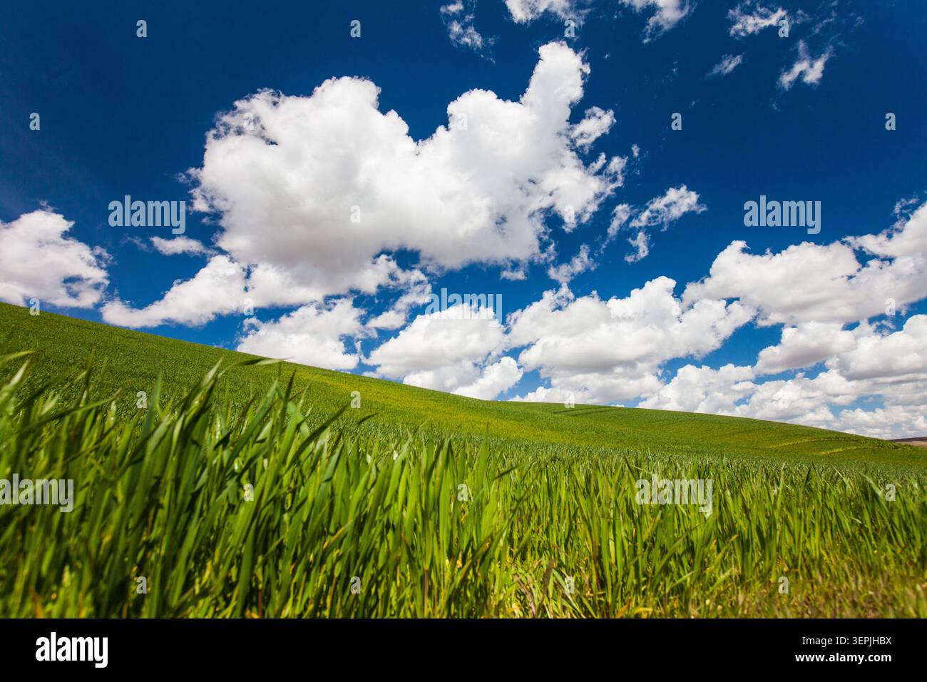 Lebhaftes grünes Gras auf einem Hügel unter blauem Himmel Stockfoto