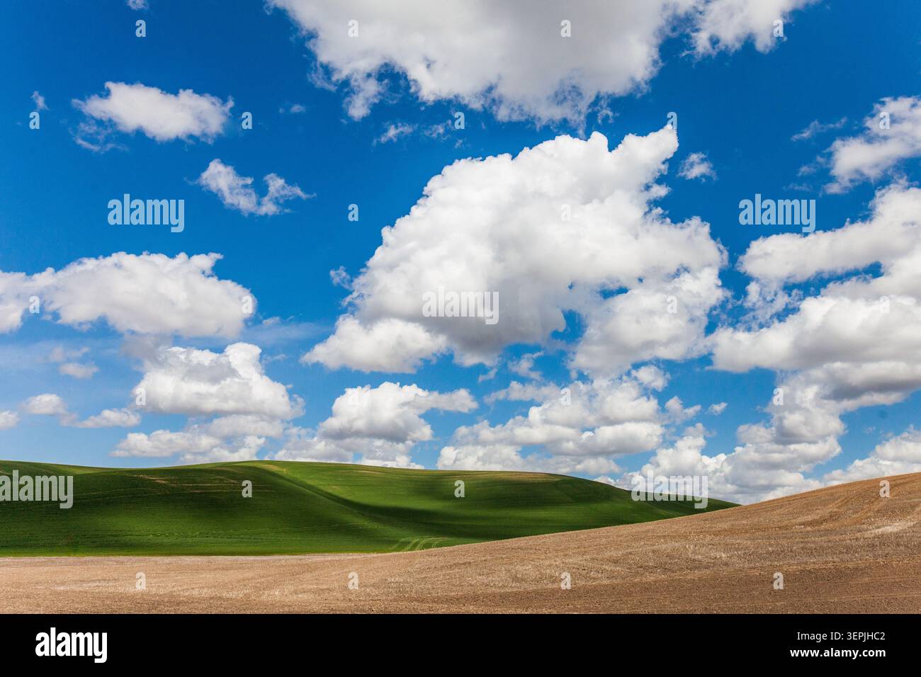 Geschwollene weiße Wolken schweben über sanftes, grünes Ackerland Stockfoto