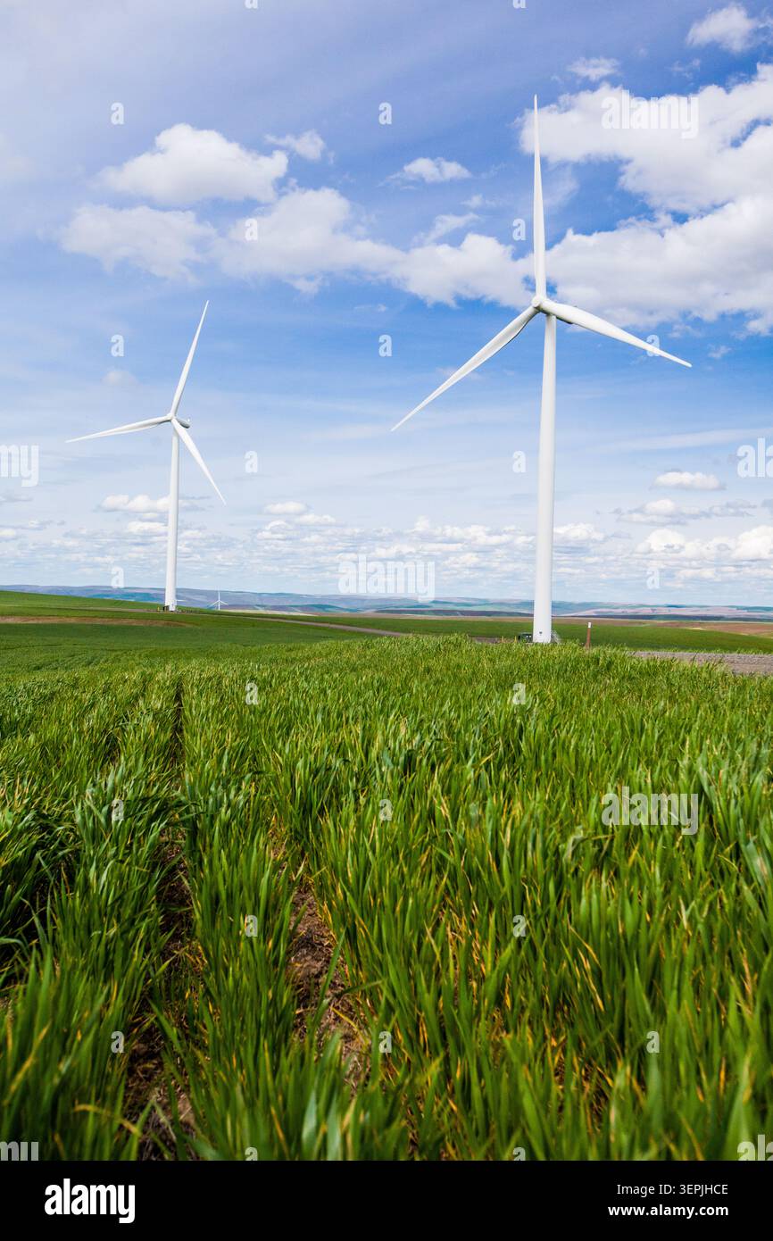 Windturbinen erzeugen Strom in einem üppigen grünen Feld Stockfoto