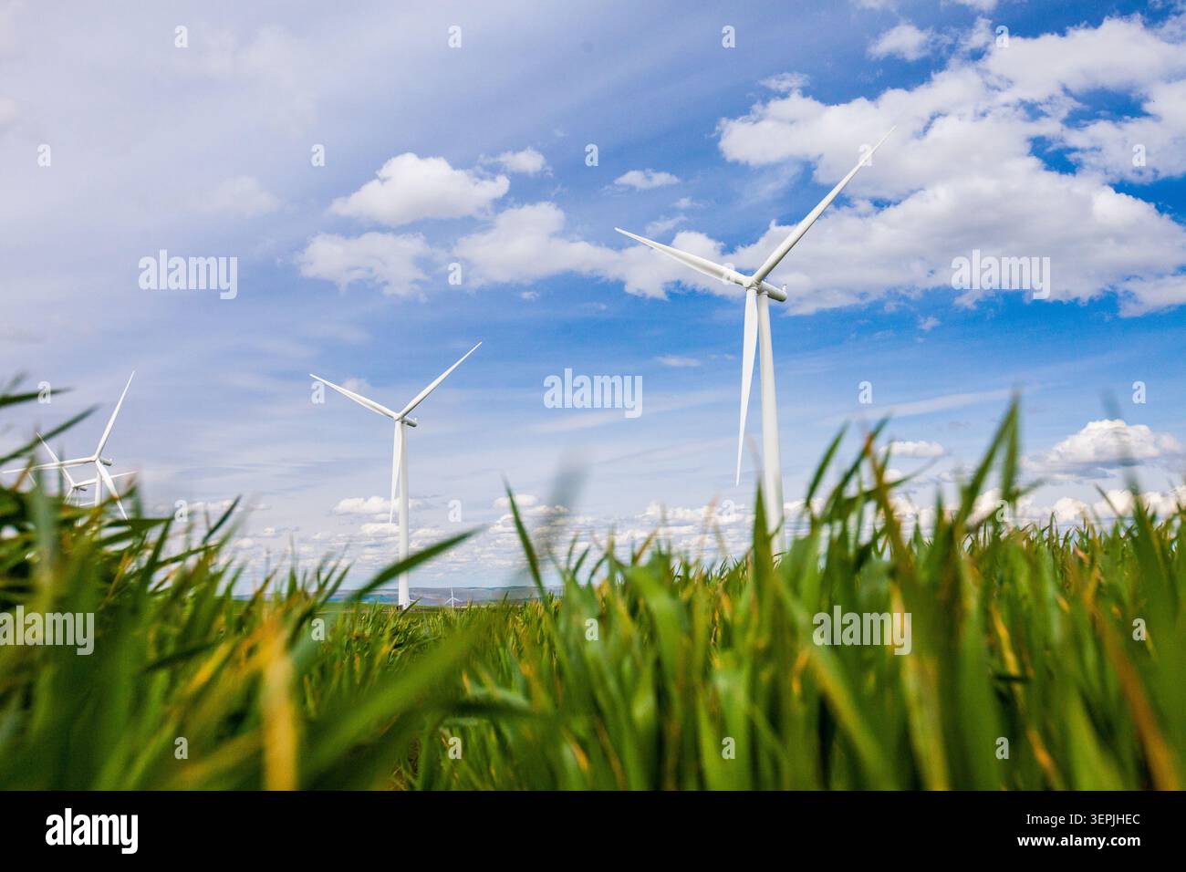Geringer Winkel von Windturbinen in einem grünen Feld Stockfoto