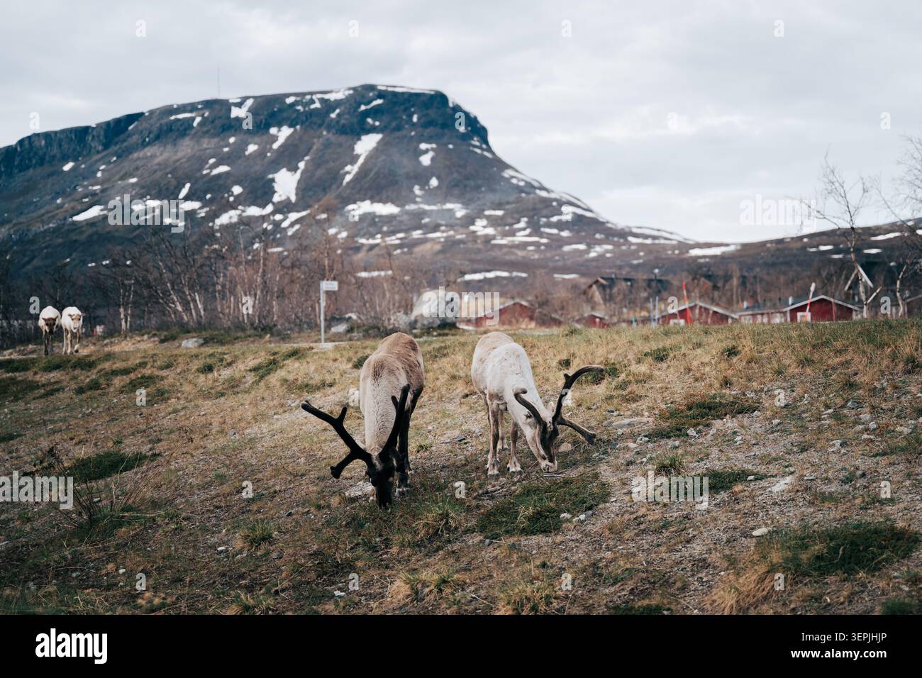 Rentiere, die in einer skandinavischen Berglandschaft weiden Stockfoto