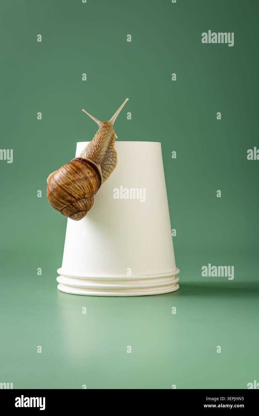Eine Gartenschnecke klettert langsam auf einen weißen Papierbecher Stockfoto
