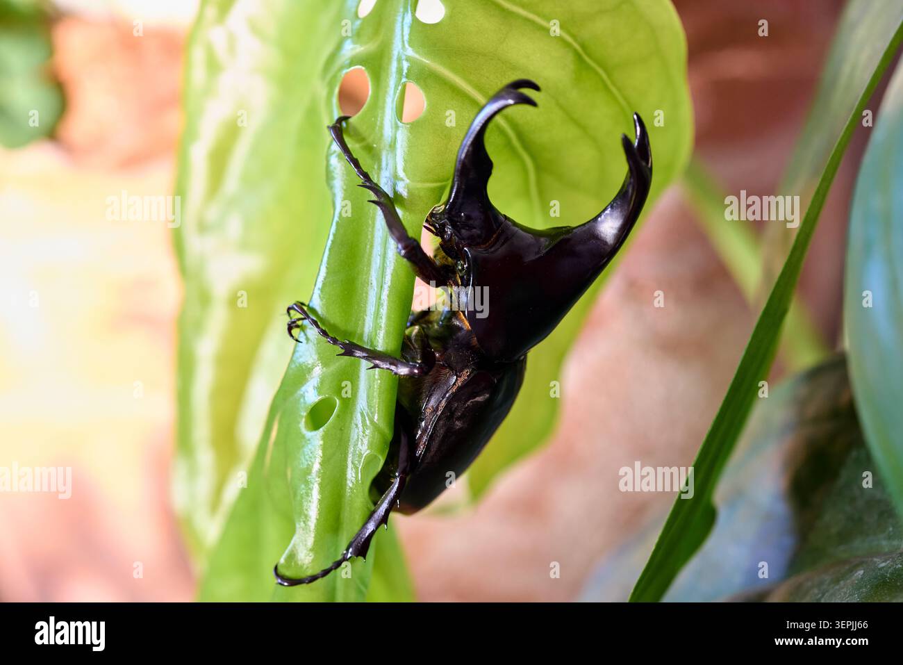Nashornkäfer auf einem grünen Blatt in natürlichem Licht Stockfoto