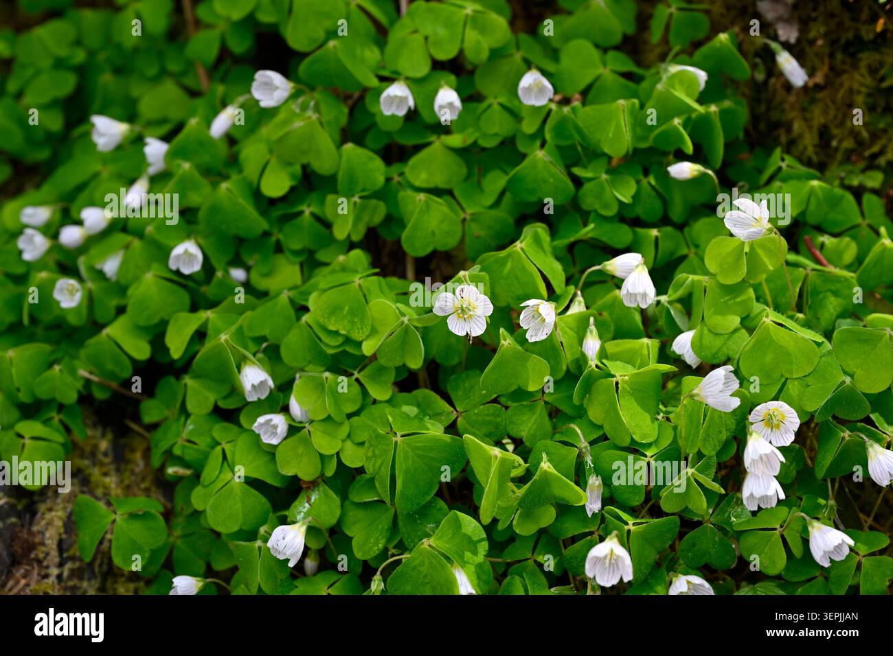 Weiße Frühsommerblumen von Sauerampfer, Oxalis acetosella UK Forest May Stockfoto