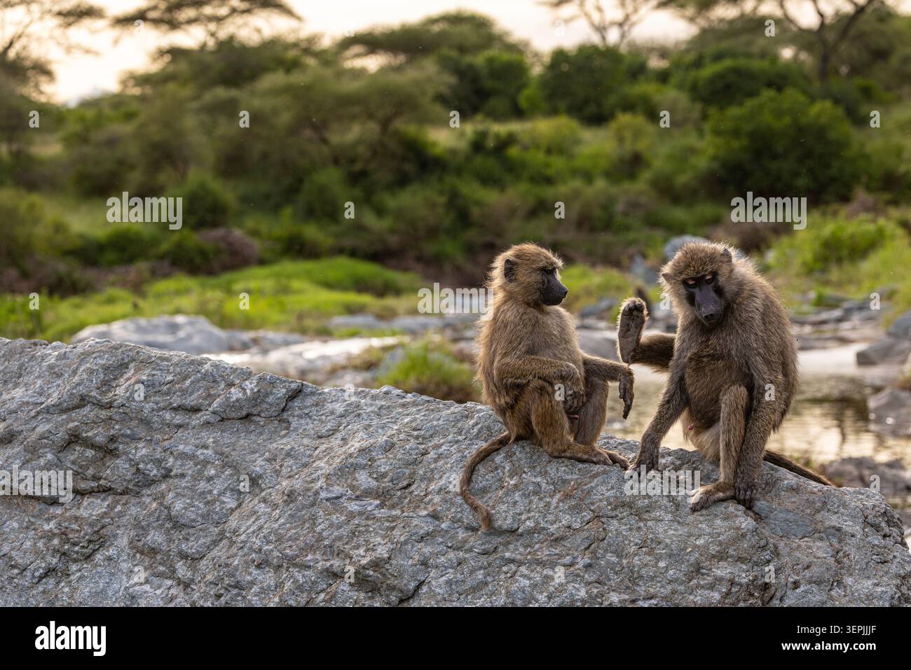 Zwei Paviane Teilen Sich Den Abend-Sozialen Moment Stockfoto