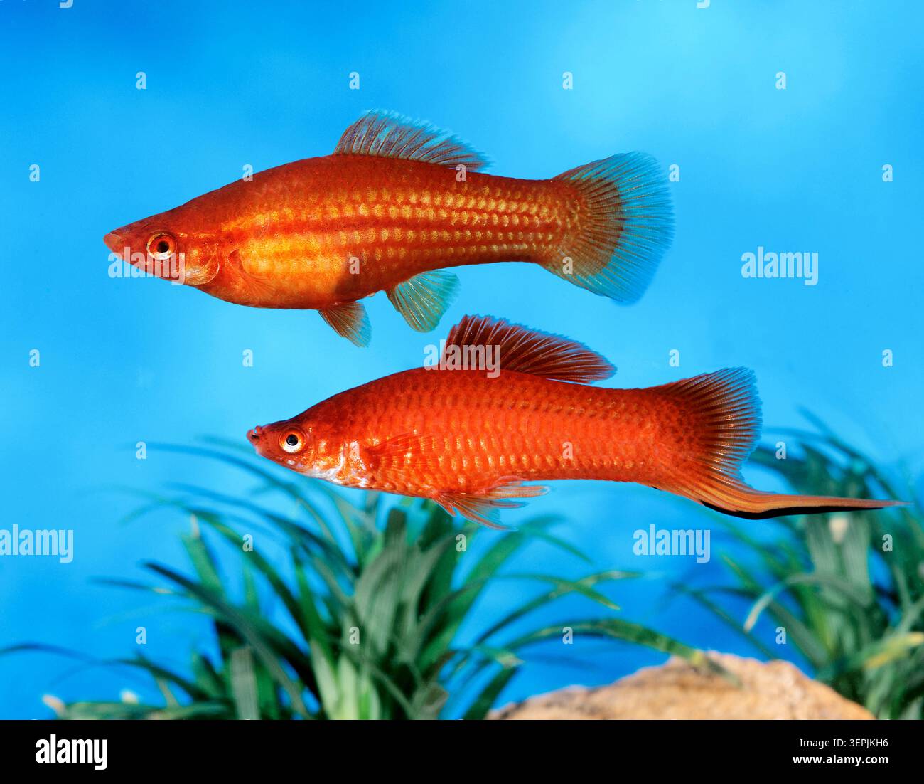Schwertschwanz (Xiphophorus helleri). Ein Paar in einem Süßwasseraquarium Stockfoto