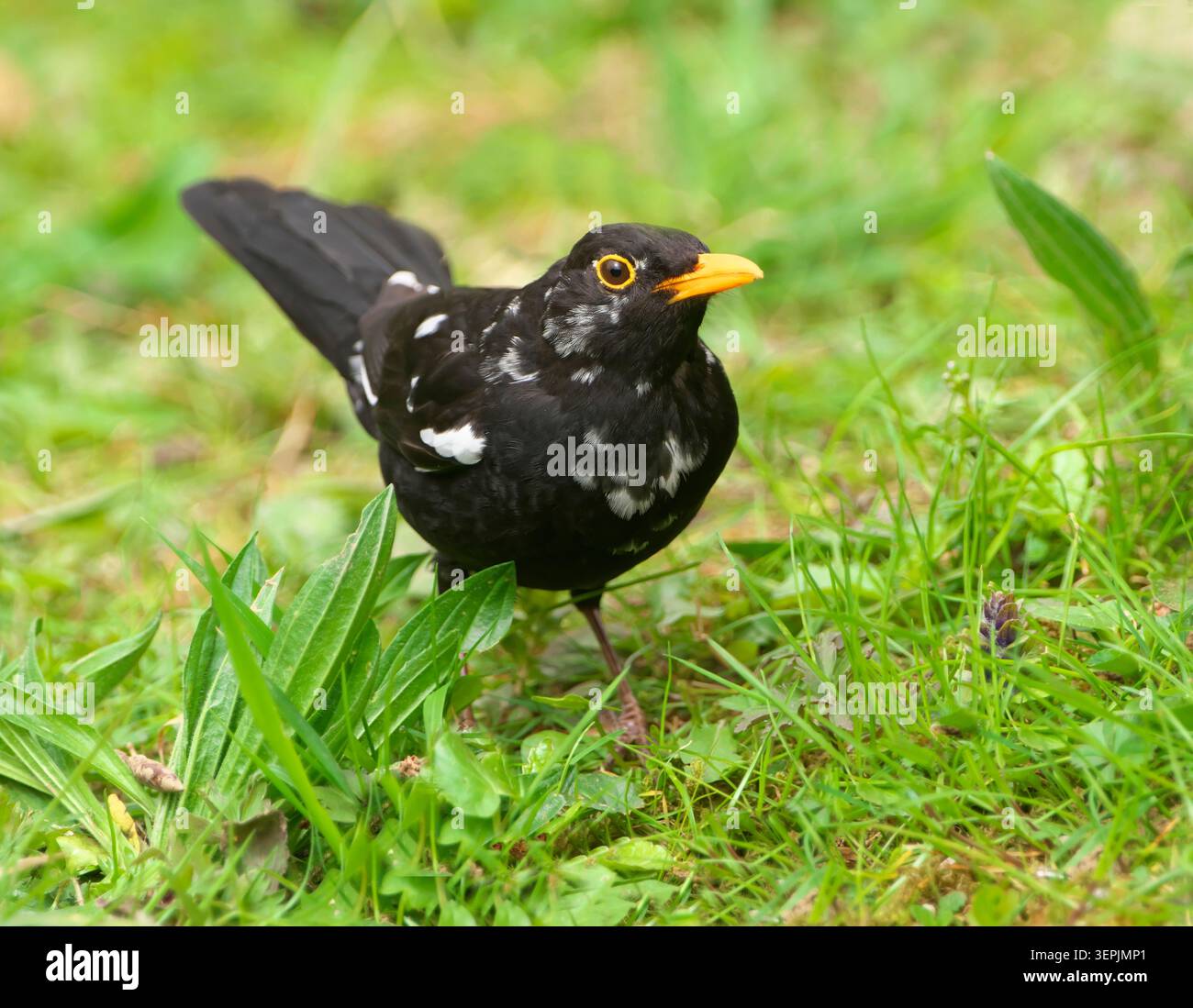 Schwarzvogel (Turdus merula). Mann mit weißen Federn im Garten. Deutschland Stockfoto