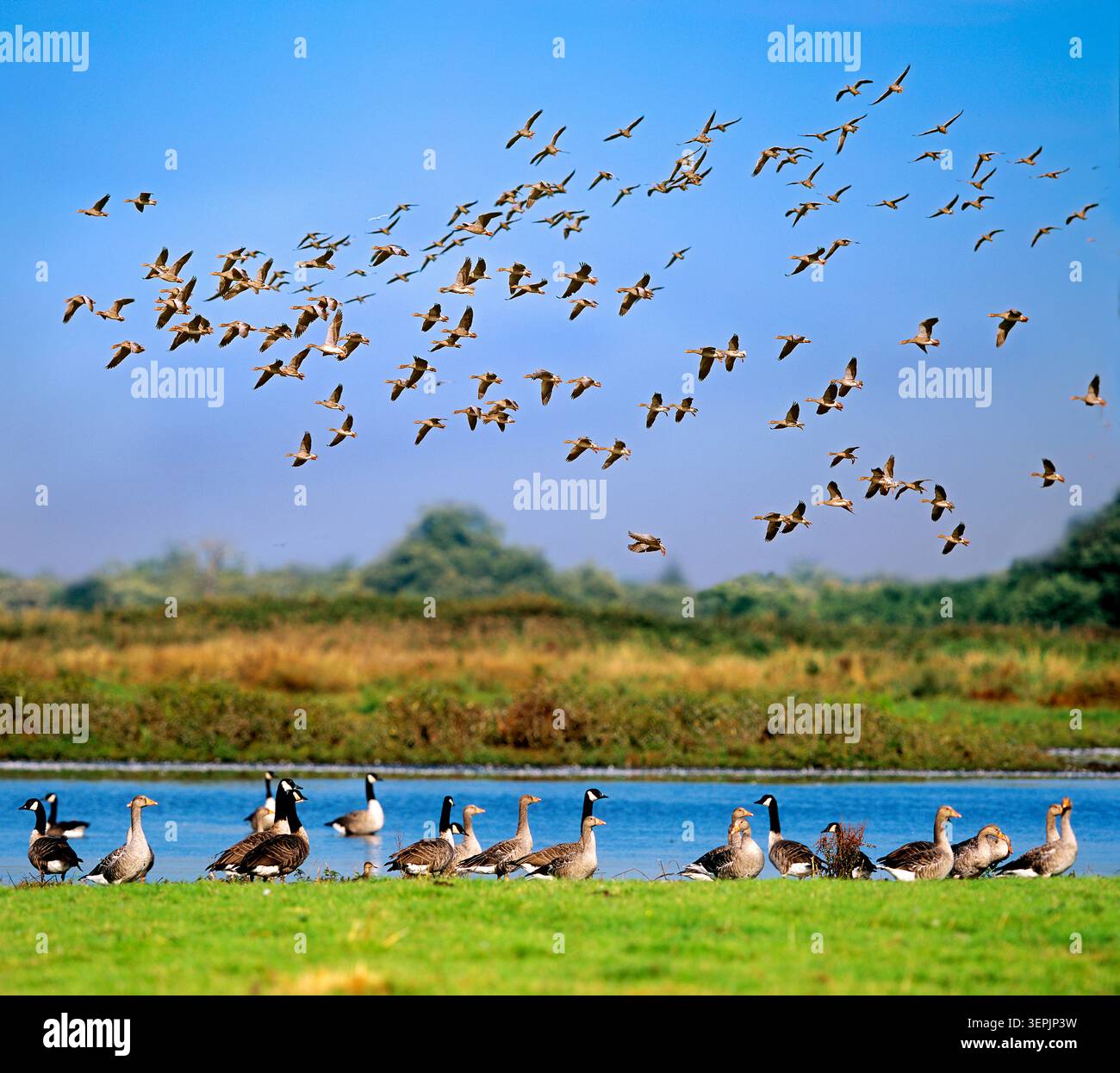 Wildgänse, die meisten von ihnen Graugänse, aber auch Kanadagänse, in einem Naturschutzgebiet in den Norfolk Broads, England. Eine Gruppe ruht in der Nähe des Wassers, eine andere Herde fliegt ein Stockfoto