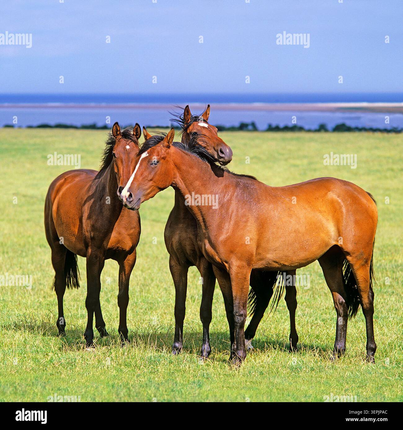 Englisch Vollblut. Drei Erwachsene stehen auf einer Wiese nahe der Küste. England, Großbritannien Stockfoto