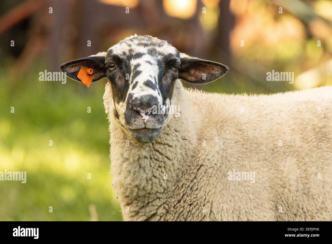 Ein Landschaftsbild eines Suffolk-Schafes, der in die Kamera blickt Stockfoto
