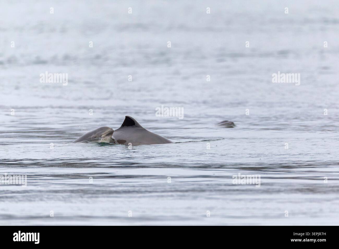 Gemeiner Hafenschwein (Phocoena phocoena). A tritt direkt hinter der Rückenflosse seiner Mutter aus dem Wasser hervor, um zu atmen. Dänemark Stockfoto