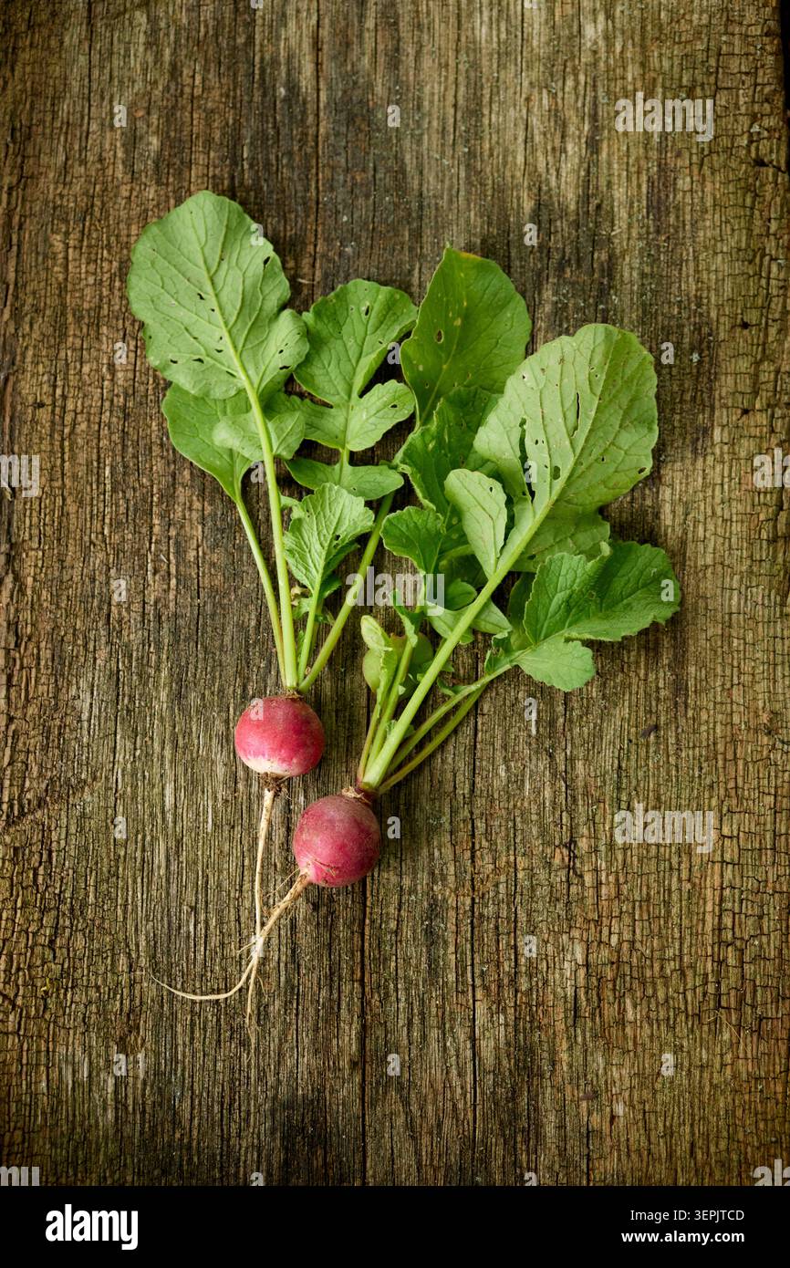 Kleiner Rettich (Raphanus sativus sativus). Geerntete Radieschen liegen auf einem Holzbrett. Deutschland Stockfoto