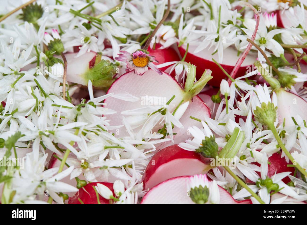 Salat mit kleinem Rettich, HolzKnoblauch und gewöhnlichen Gänseblümchen Stockfoto
