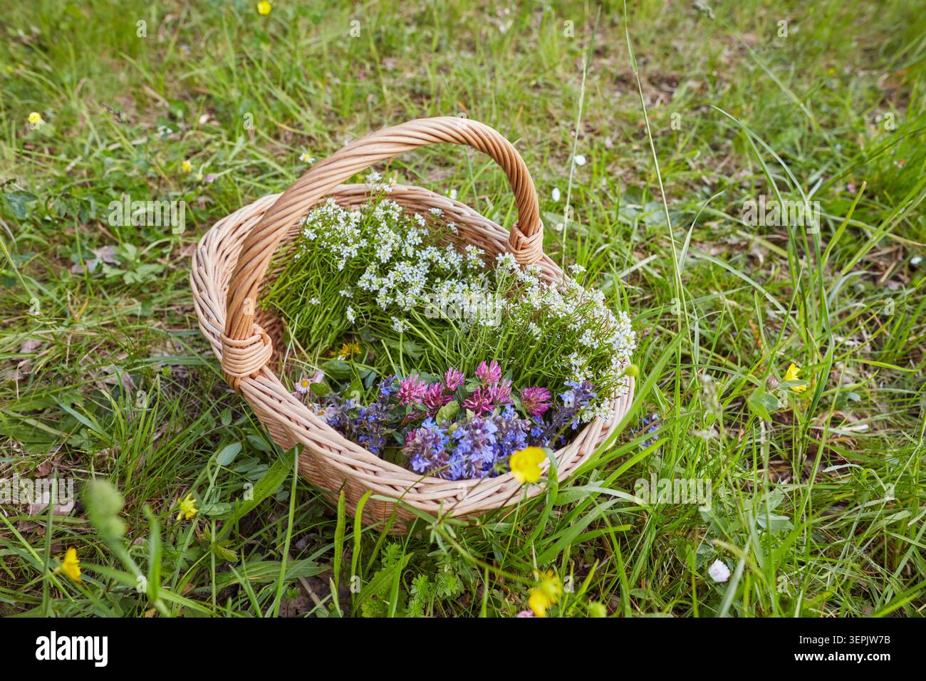 Korb mit gesammelten Wiesenblumen und Kräutern: löwenzahn, Rotklee, wiesenklauch und Heckenknoblauch, Deutschland Stockfoto