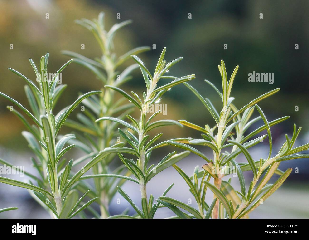 Rosmarin (Rosmarinus officinalis), nasse Zweige. Deutschland Stockfoto