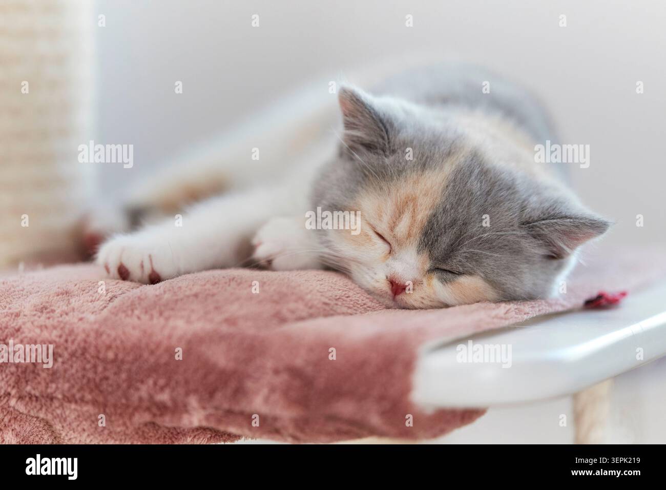 Britische Kurzhaarkatze. Kätzchen, die auf einem Kratzbaum schlafen. Deutschland Stockfoto