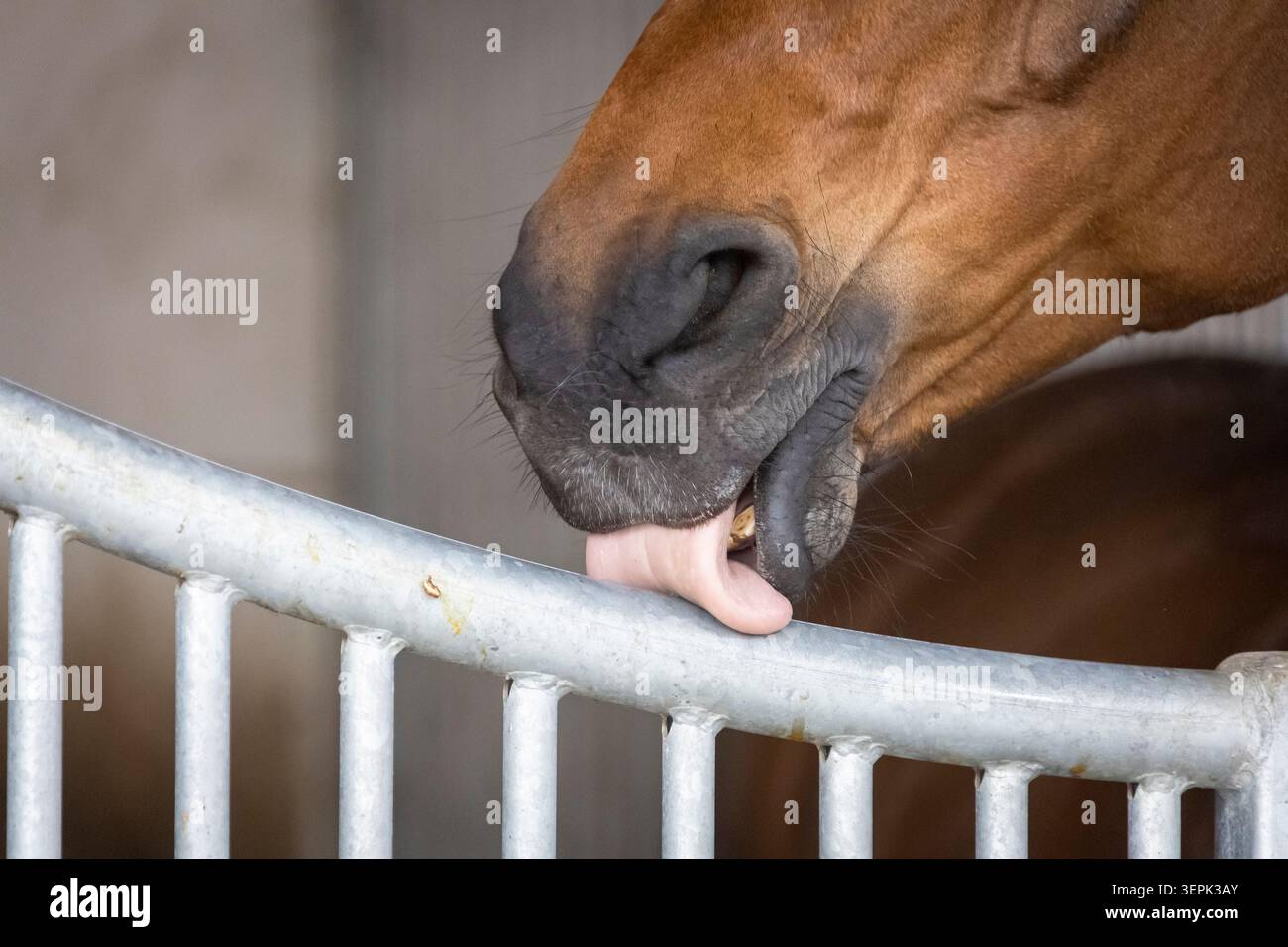 Warmblut. Ein Lorbeerpferd leckt ein Metallgitter Stockfoto