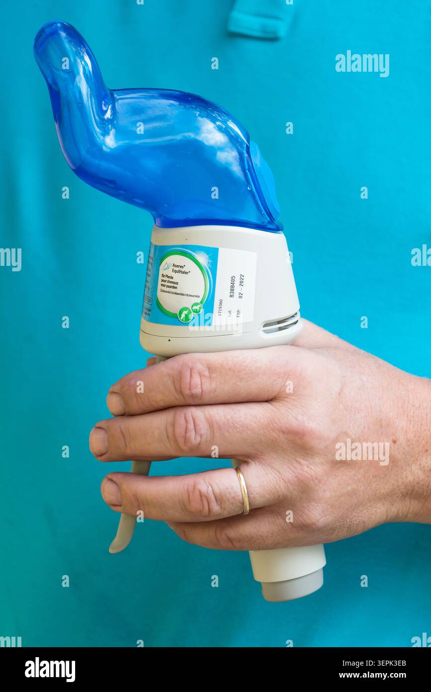 Hauspferd. Inhalator für Pferde Stockfoto