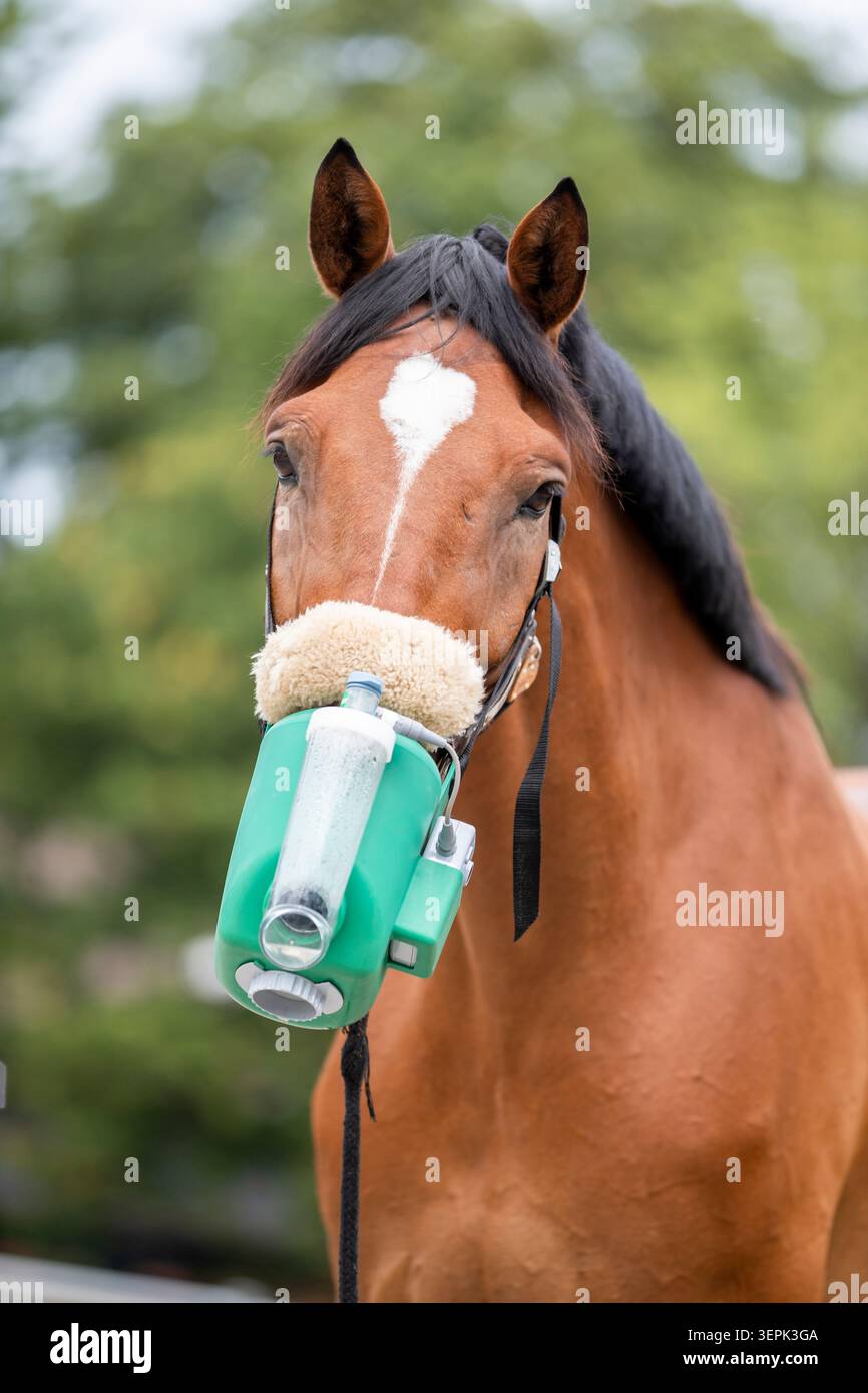 Hauspferd. Eine westfälische Bucht atmet ein. Deutschland Stockfoto