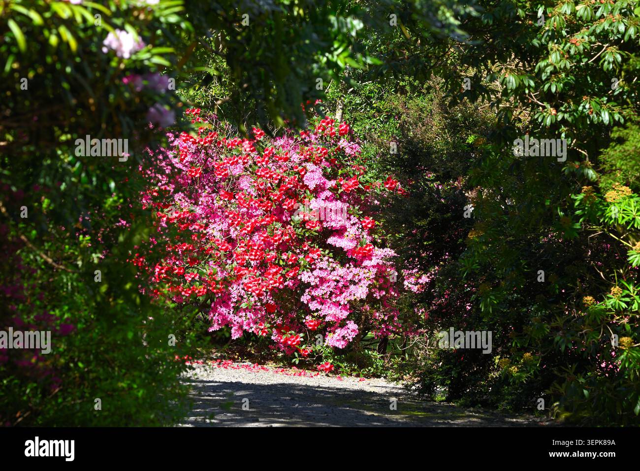 Leuchtende Farben der Frühsommer blühenden roten Rhododendron und rosa Azaleen UK Waldgarten Mai Stockfoto
