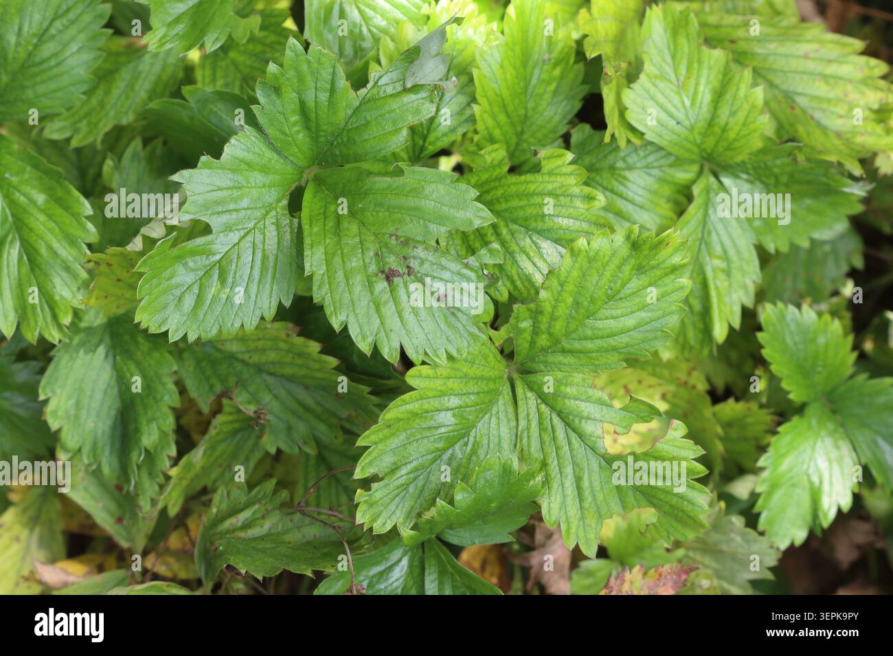 Top-Down-Nahaufnahme eines dichten Flecks grüner, dreiblättriger, wilder Erdbeerblätter mit gezackten Kanten Stockfoto