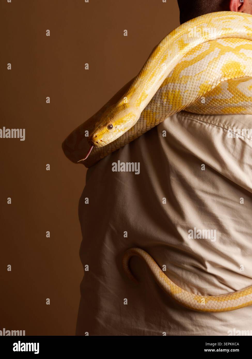 Albino-burmesische Python (Python bivittatus), gehalten von einem Tierführer während einer lehrreichen Tierpräsentation in Frankreich. Stockfoto
