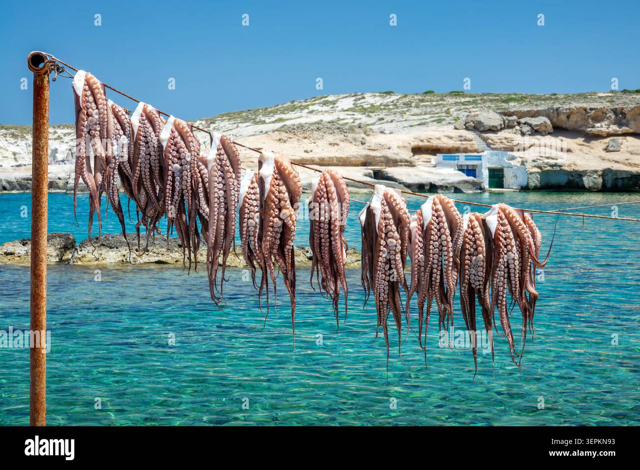 Sonnentrocknender Krake auf der Insel Milos, Kykladen, Griechenland. Griechische traditionelle Meeresfrüchte im Dorf Madrakia Stockfoto