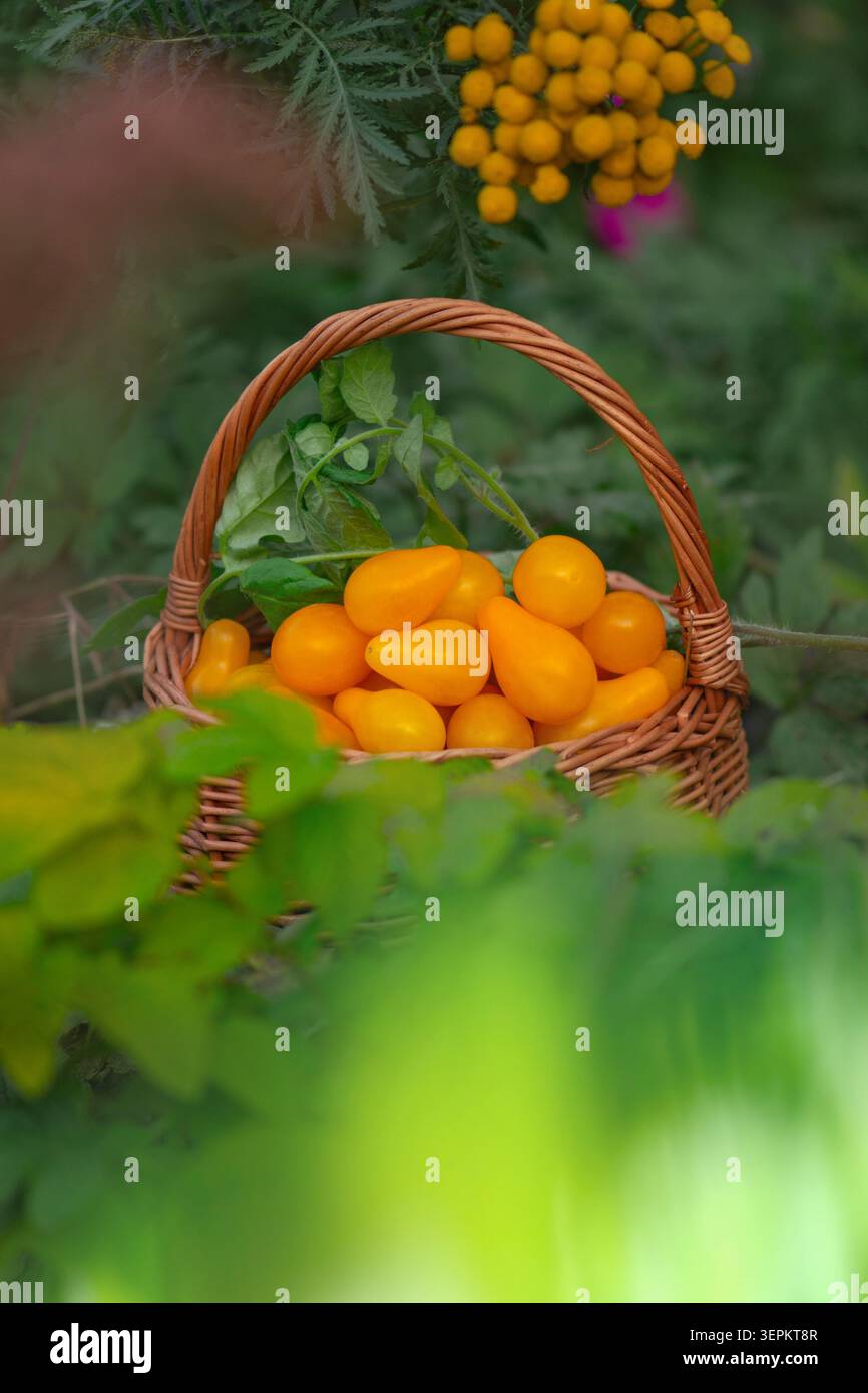 Kleine gelbe Tomaten. Nahaufnahme von gelben Birnentomaten Stockfoto