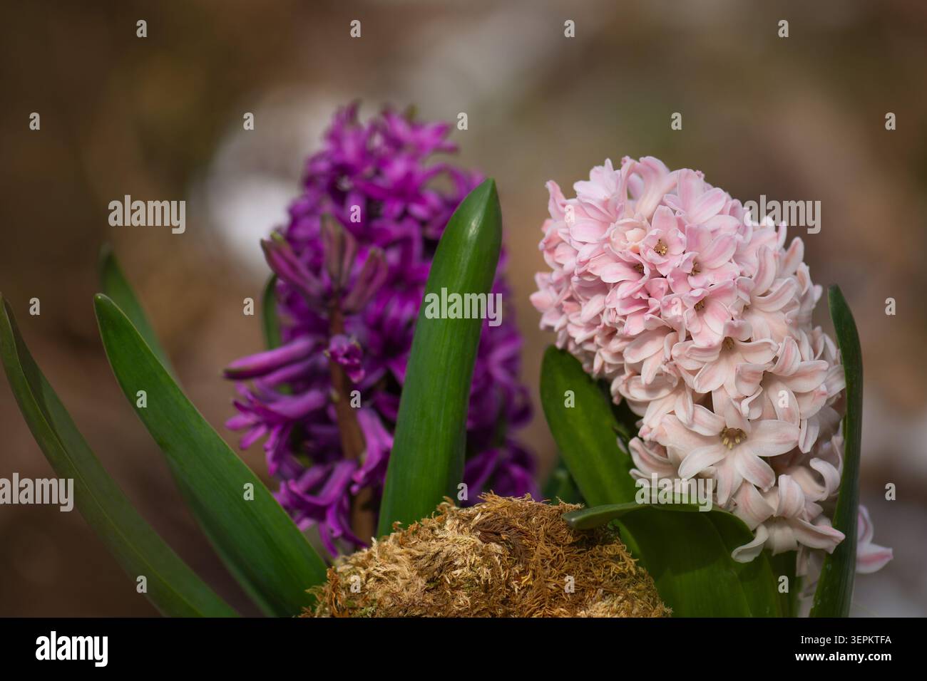 Hyazinthen blühen in Gartenbeeten und zeigen dichte Stacheln kleiner bunter Blüten. Natürliches Tageslicht sorgt für lebendige Blütentöne Stockfoto