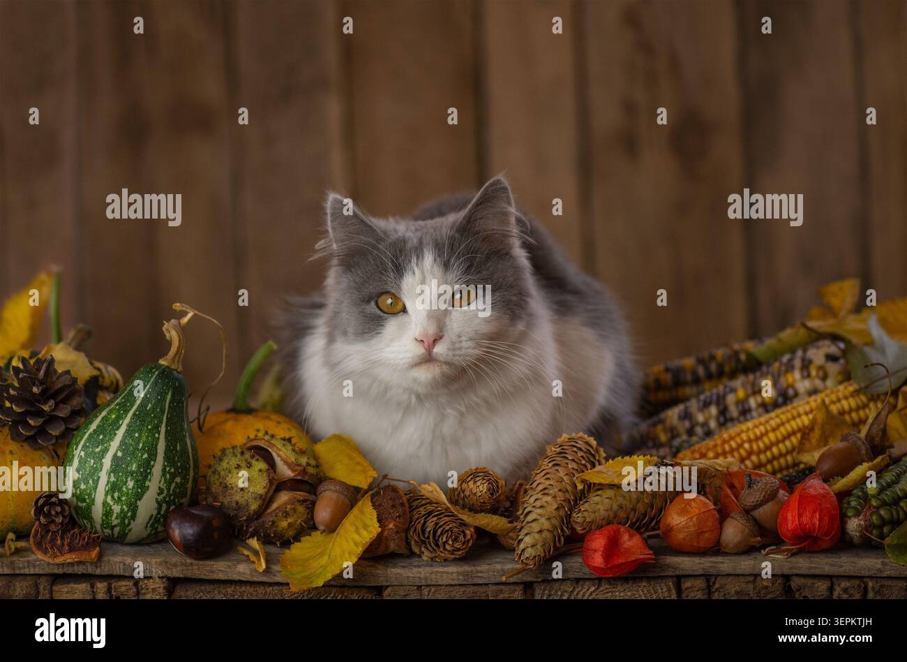 Katzenporträt mit Kürbissen und Blumen in rustikaler Herbstkulisse. Flauschige Hauskatze ruht ruhig zwischen Herbstgemüse und blühenden violetten Astern Stockfoto