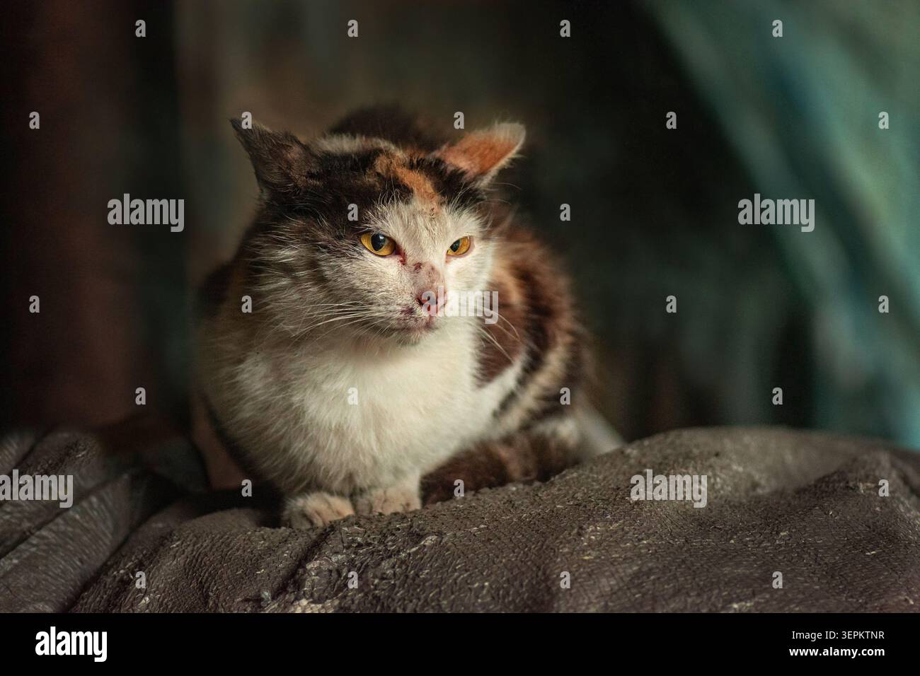 Die Pflege verlassener Tiere. Hungrige, unglückliche streunende Katze mit Kratzern und Verletzungen am Kopf. Eine tierärztliche Behandlung erfordert Stockfoto