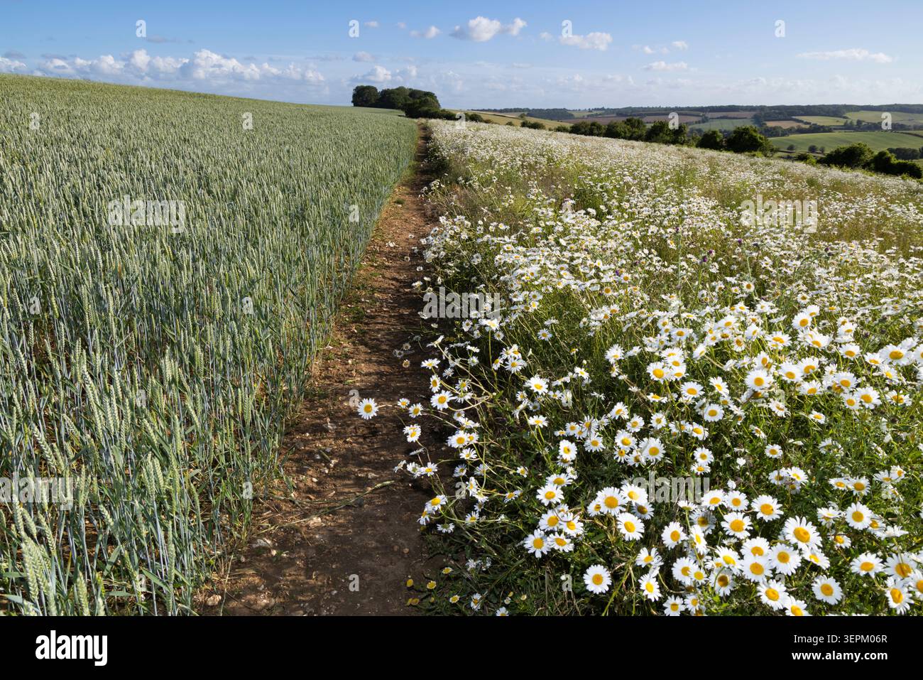 Oxeye-Gänseblümchen, die neben Ackerland wild wachsen und Weizen in den Berkshire Downs anbauen, East Garston, Berkshire, England, Vereinigtes Königreich, Europa Stockfoto
