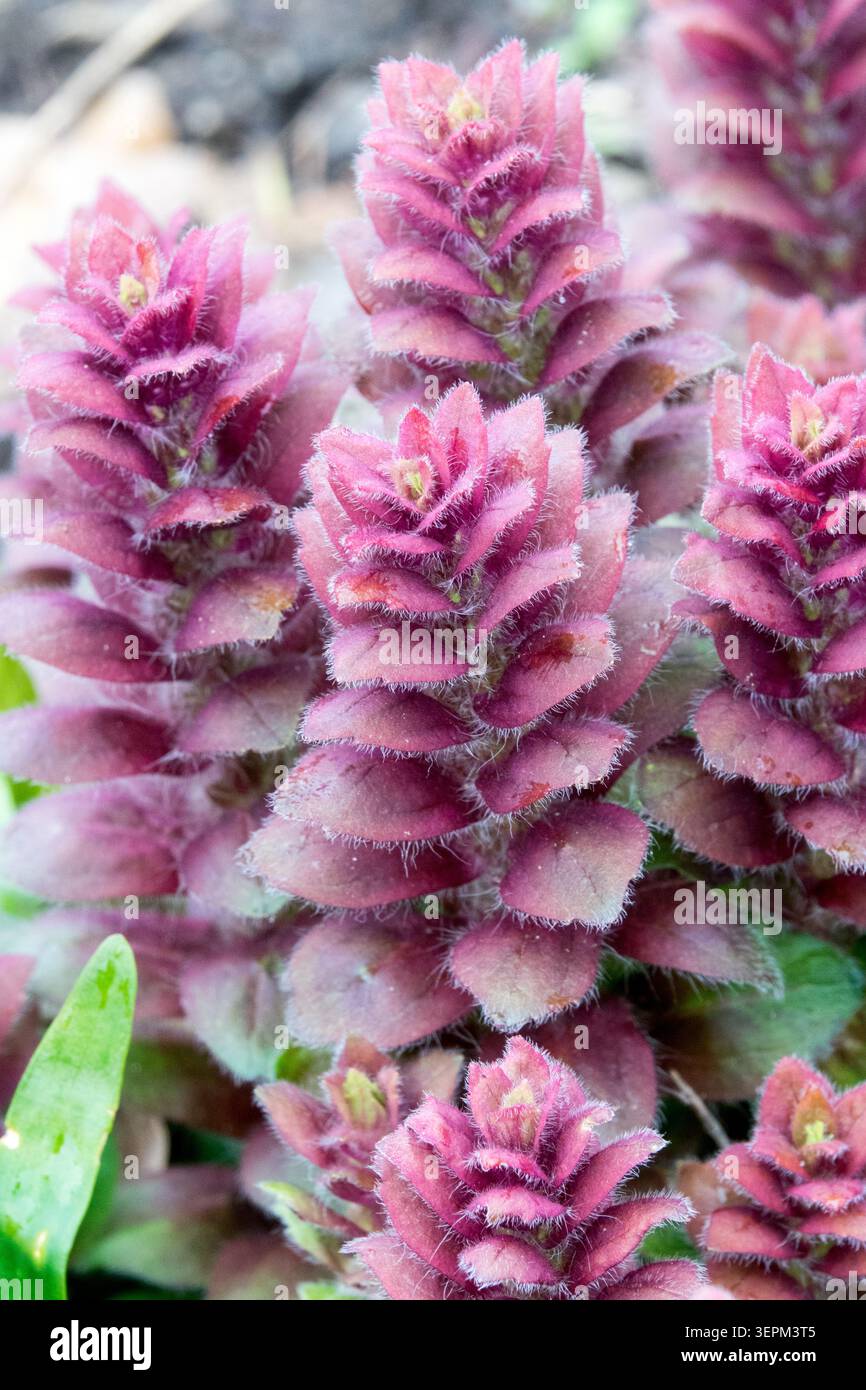 Purpurne Blüten des pyramidalen Bugle Ajuga pyramidalis in einem Frühlingsgarten Stockfoto