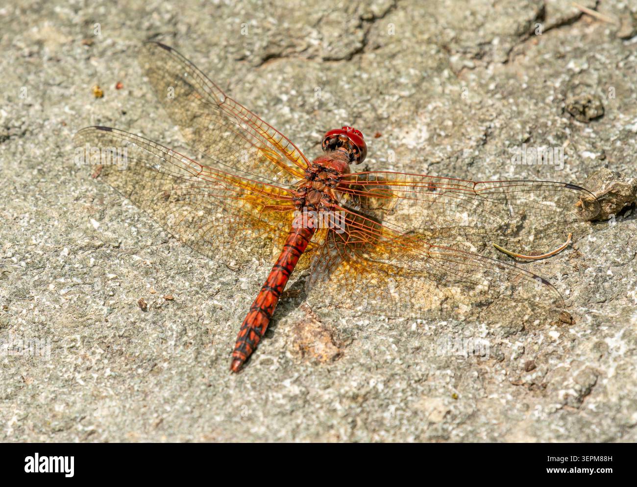 Red Rock Skimmer Libelle thront in den Chiricahua Mountains in der Nähe von Paradise, Arizona, USA. Stockfoto