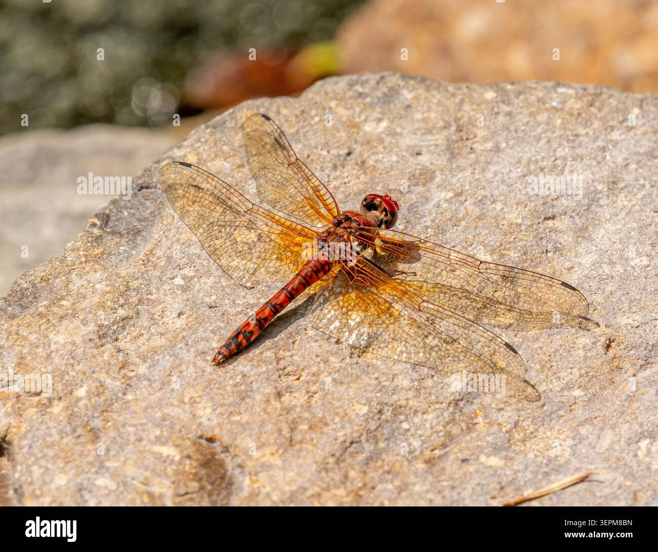 Red Rock Skimmer Libelle thront in den Chiricahua Mountains in der Nähe von Paradise, Arizona, USA. Stockfoto
