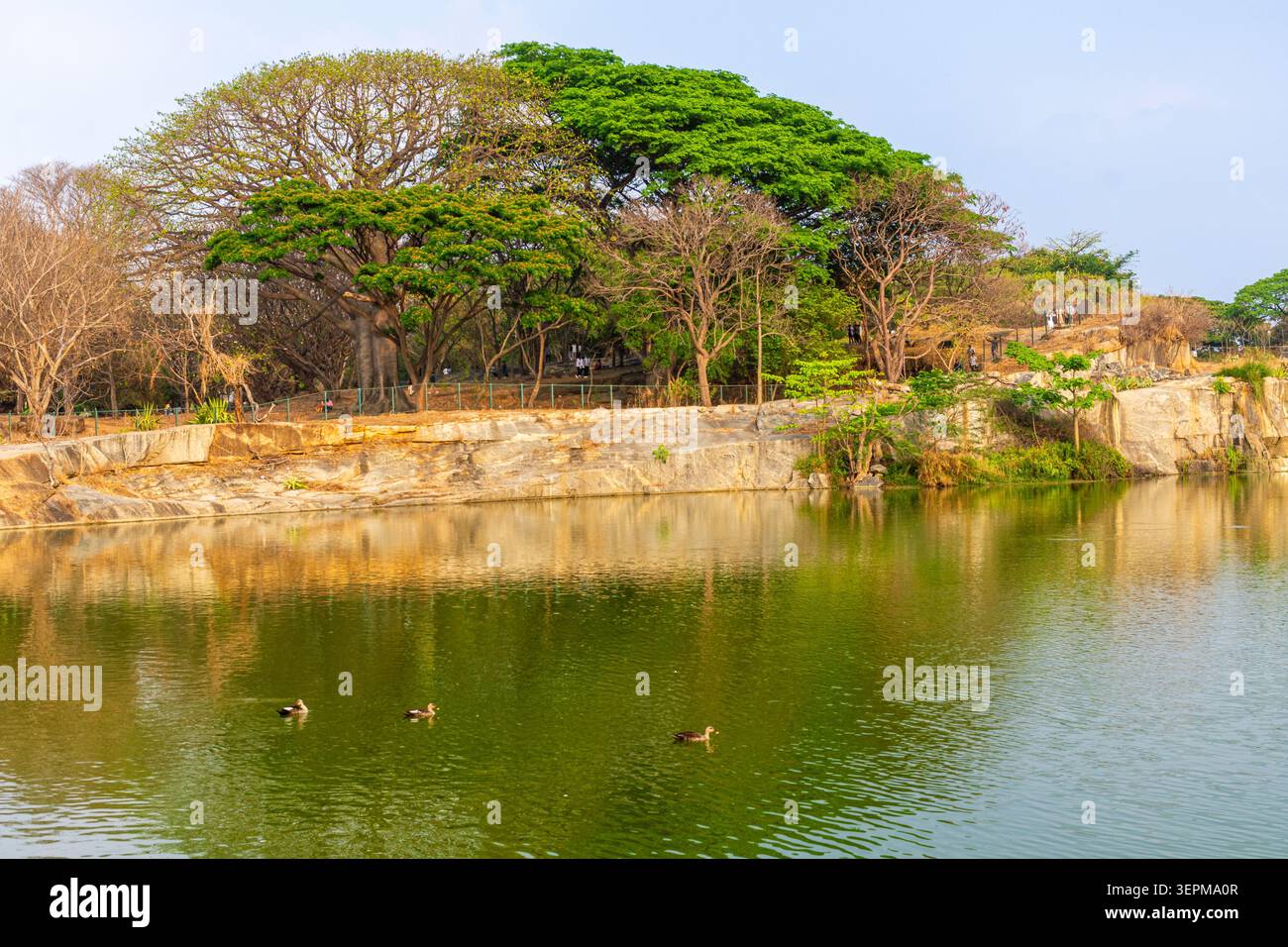 Der See ist von Bäumen umgeben, mit Enten, die über das grün reflektierende Wasser gleiten, sanfte Wellen und eine friedliche Landschaft im Freien Stockfoto