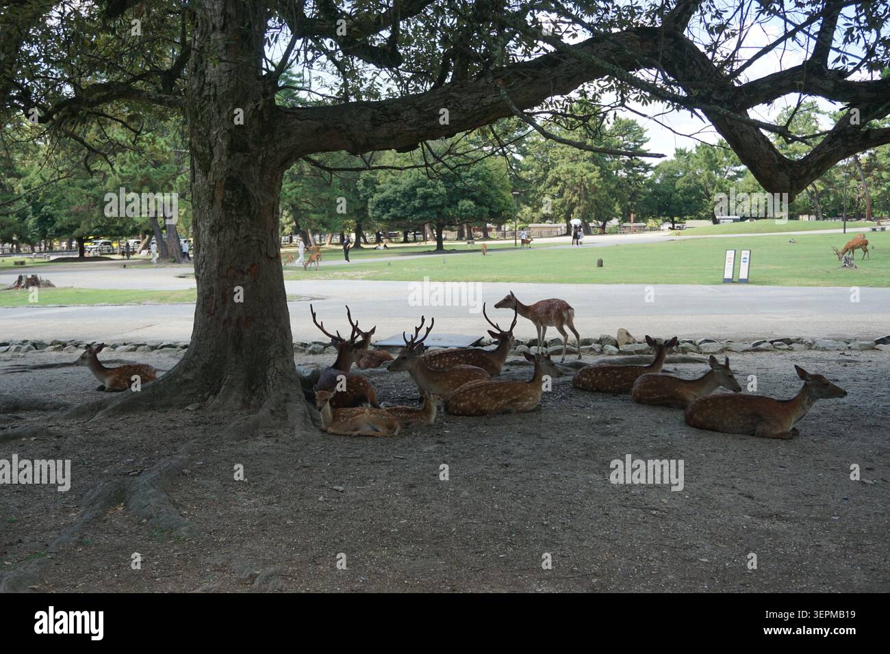 Hirsche entspannen sich friedlich unter einem weitläufigen Baum im Nara Park in der Nähe von Osaka, Japan, wo diese heiligen Tiere frei unter den Besuchern herumstreifen Stockfoto