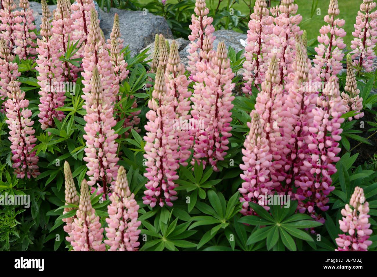 Rosafarbene Zierpflanze, großblättrige Lupine, Lupinus, allgemein bekannt als Lupine, Hülsenfamilie Fabaceae, in Westschweden, Juni 2026 Stockfoto