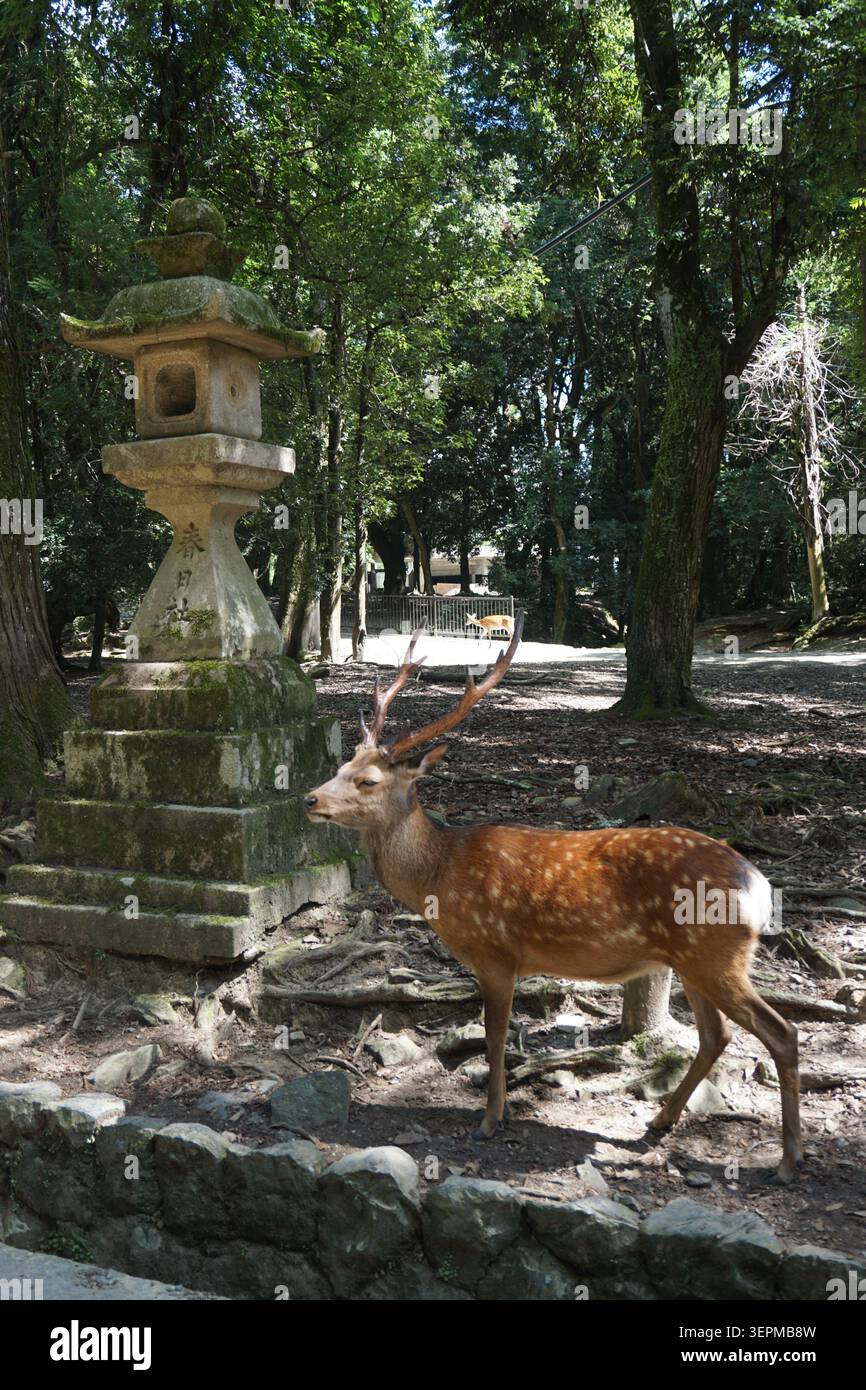 sika Deer steht neben einer traditionellen Steinlaterne im üppigen Wald des Nara Park, Japan, in der Nähe von Osaka. Ruhige Tierwelt Stockfoto