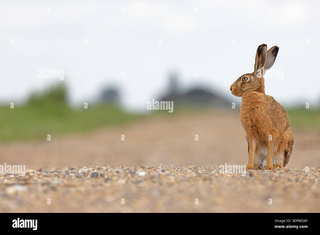 Braunhase (Lepus europaeus) Norfolk Juni 2026 Stockfoto