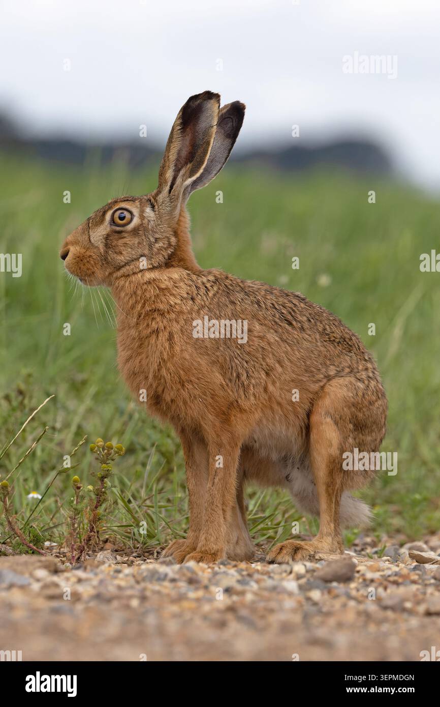 Braunhase (Lepus europaeus) Norfolk Juni 2026 Stockfoto