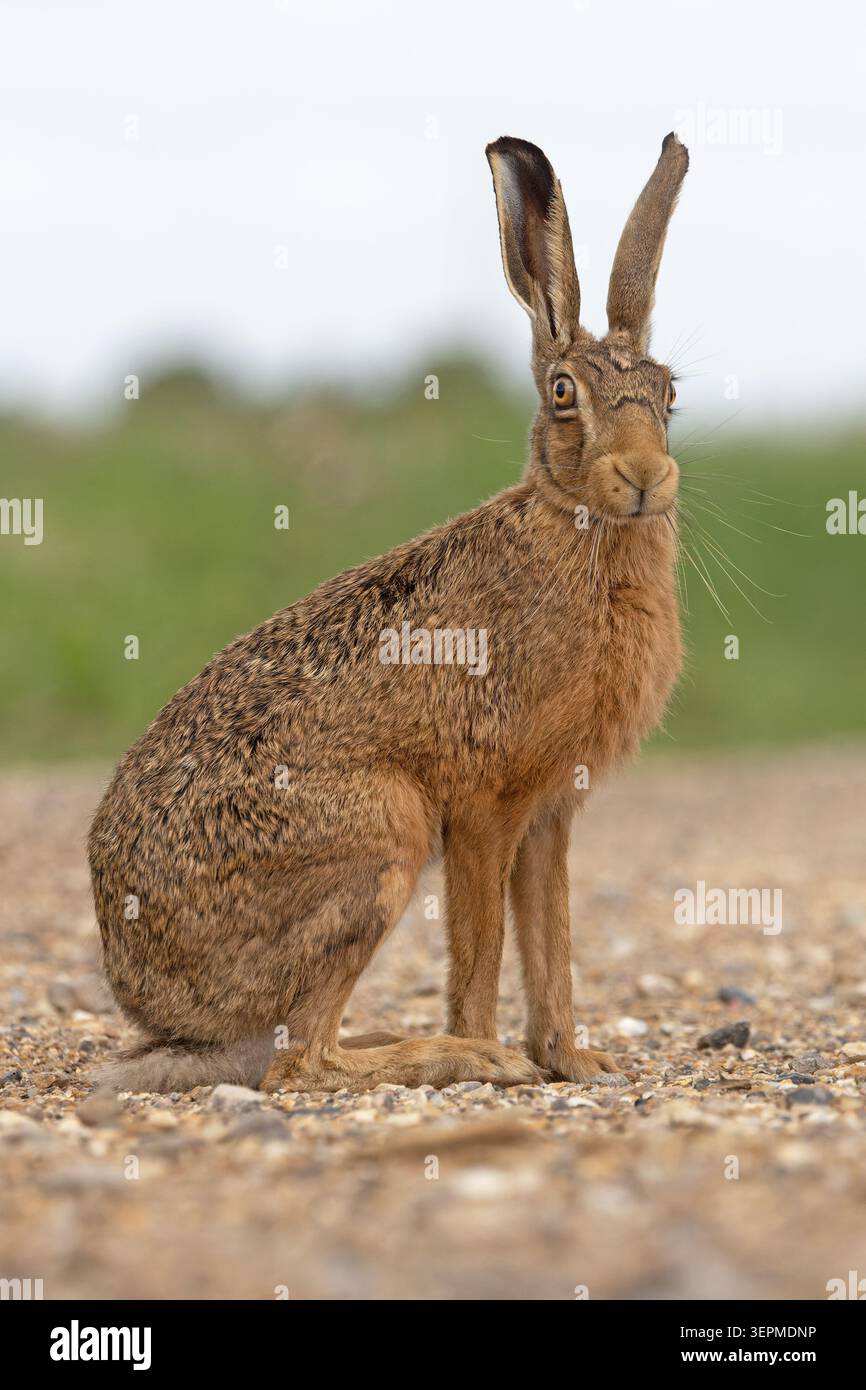 Braunhase (Lepus europaeus) Norfolk Juni 2026 Stockfoto