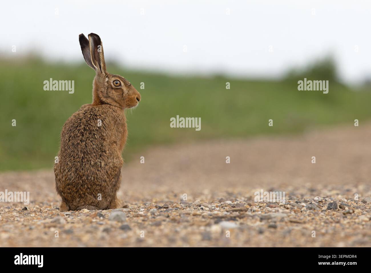 Braunhase (Lepus europaeus) Norfolk Juni 2026 Stockfoto