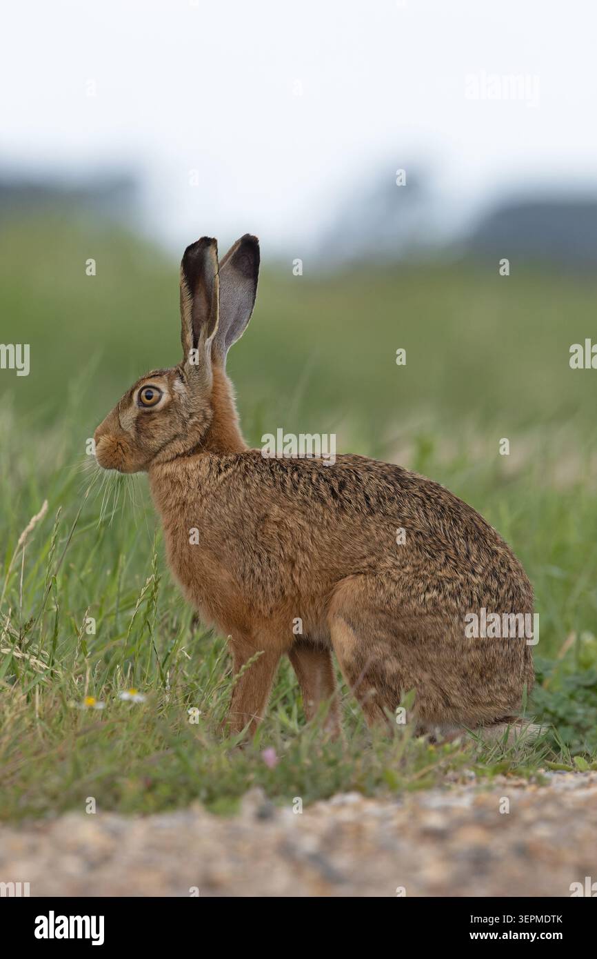 Braunhase (Lepus europaeus) Norfolk Juni 2026 Stockfoto