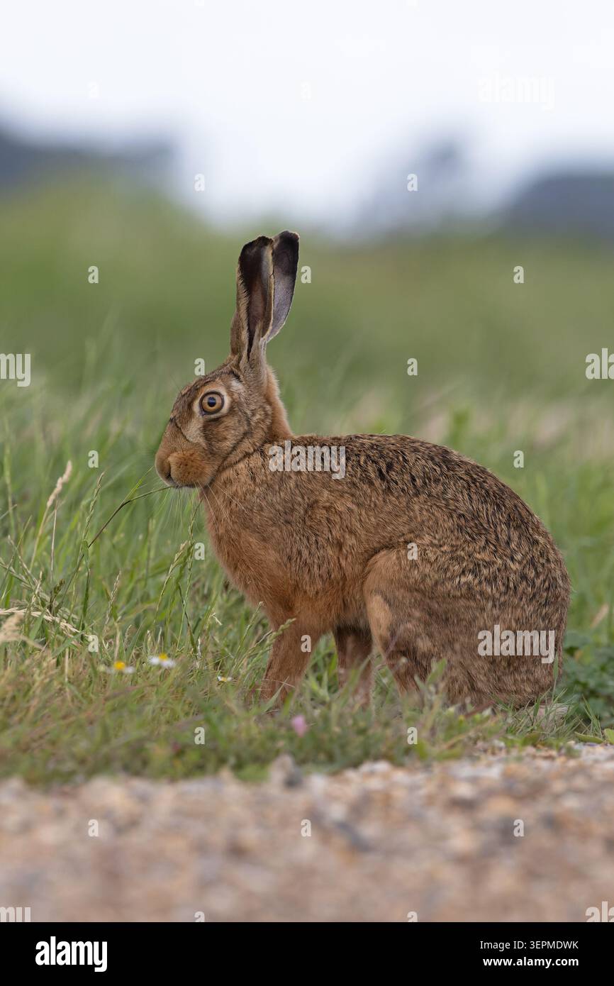 Braunhase (Lepus europaeus) Norfolk Juni 2026 Stockfoto