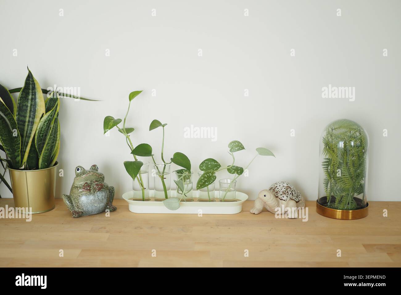 Pflanzen und Dekorationen auf einem Holztisch in einem Wohnbereich Stockfoto